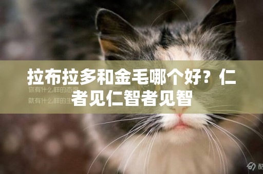 拉布拉多和金毛哪個好？仁者見仁智者見智