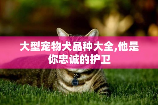 大型寵物犬品種大全,他是你忠誠的護衛