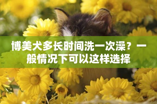 博美犬多長時間洗一次澡？一般情況下可以這樣選擇