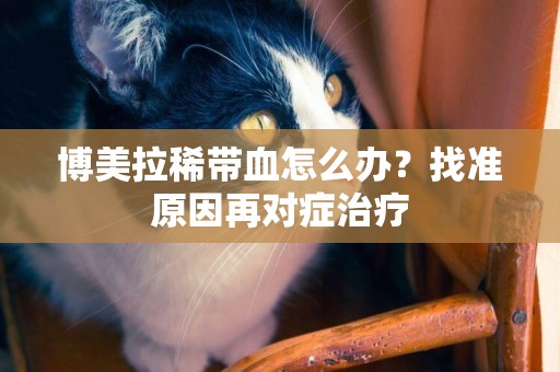 博美拉稀帶血怎么辦？找準原因再對癥治療