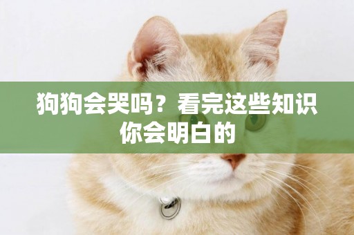 狗狗會哭嗎？看完這些知識你會明白的