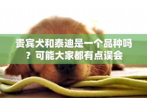 貴賓犬和泰迪是一個品種嗎？可能大家都有點誤會