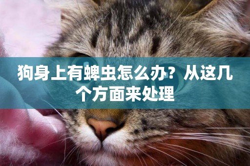 狗身上有蜱蟲怎么辦？從這幾個方面來處理