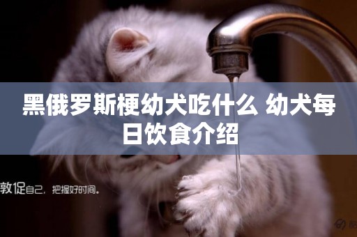 黑俄羅斯梗幼犬吃什么 幼犬每日飲食介紹
