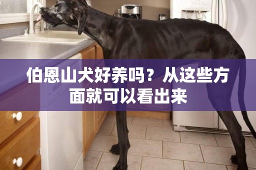 伯恩山犬好養嗎？從這些方面就可以看出來
