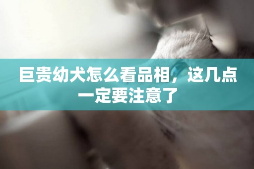 巨貴幼犬怎么看品相，這幾點一定要注意了