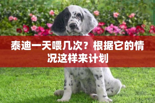 泰迪一天喂幾次？根據它的情況這樣來計劃