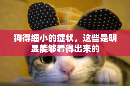 狗得細小的癥狀，這些是明顯能夠看得出來的