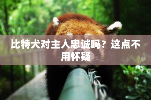 比特犬對主人忠誠嗎？這點不用懷疑
