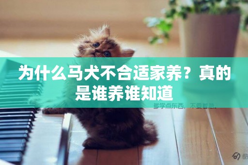 為什么馬犬不合適家養？真的是誰養誰知道