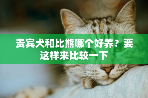 貴賓犬和比熊哪個好養？要這樣來比較一下