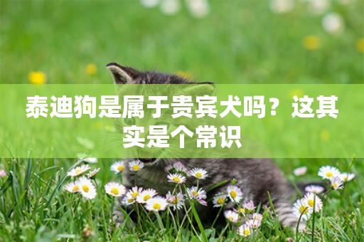 泰迪狗是屬于貴賓犬嗎？這其實是個常識