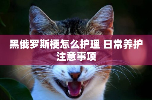 黑俄羅斯梗怎么護理 日常養護注意事項
