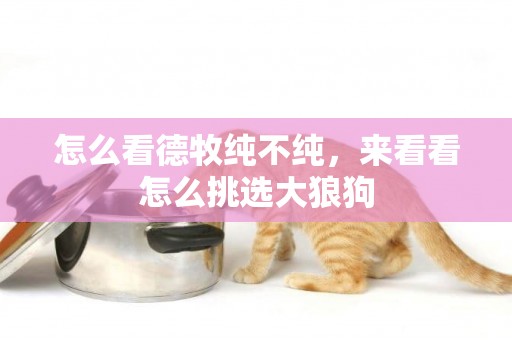 怎么看德牧純不純，來看看怎么挑選大狼狗