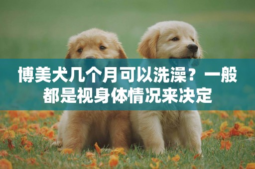 博美犬幾個月可以洗澡？一般都是視身體情況來決定