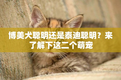 博美犬聰明還是泰迪聰明？來了解下這二個萌寵