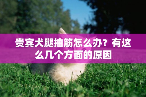 貴賓犬腿抽筋怎么辦？有這么幾個方面的原因