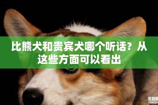 比熊犬和貴賓犬哪個聽話？從這些方面可以看出