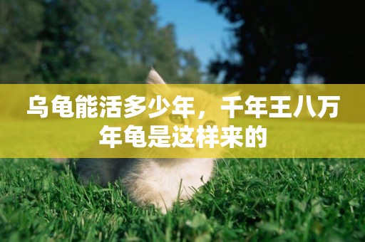 烏龜能活多少年，千年王八萬年龜是這樣來的