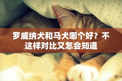 羅威納犬和馬犬哪個好？不這樣對比又怎會知道