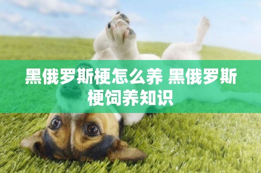 黑俄羅斯梗怎么養 黑俄羅斯梗飼養知識