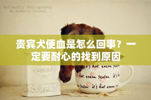 貴賓犬便血是怎么回事？一定要耐心的找到原因