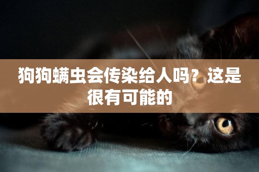 狗狗螨蟲會傳染給人嗎？這是很有可能的