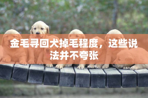 金毛尋回犬掉毛程度，這些說法并不夸張