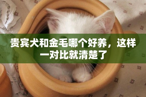 貴賓犬和金毛哪個好養，這樣一對比就清楚了
