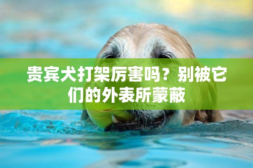 貴賓犬打架厲害嗎？別被它們的外表所蒙蔽
