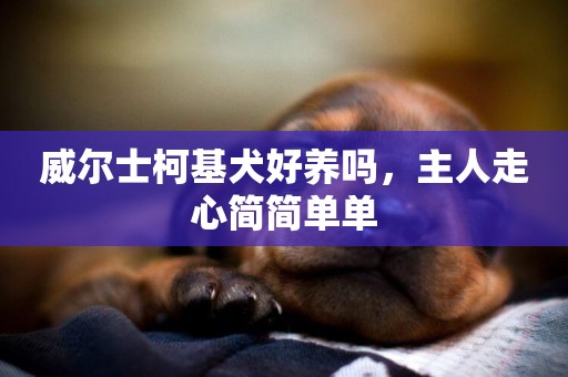 威爾士柯基犬好養嗎，主人走心簡簡單單