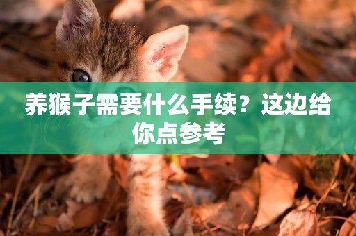 養猴子需要什么手續？這邊給你點參考
