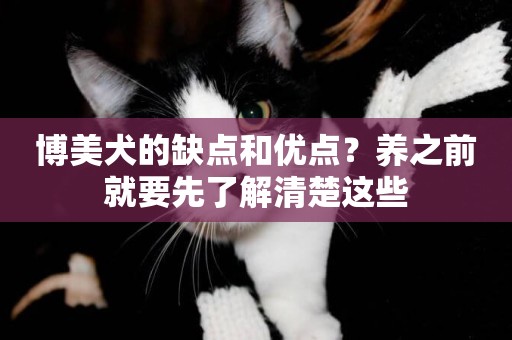 博美犬的缺點和優點？養之前就要先了解清楚這些