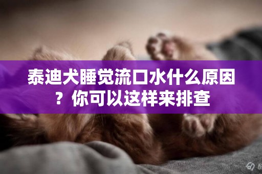 泰迪犬睡覺流口水什么原因？你可以這樣來排查