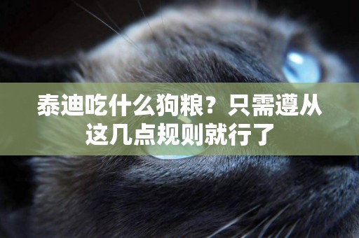 泰迪吃什么狗糧？只需遵從這幾點規則就行了