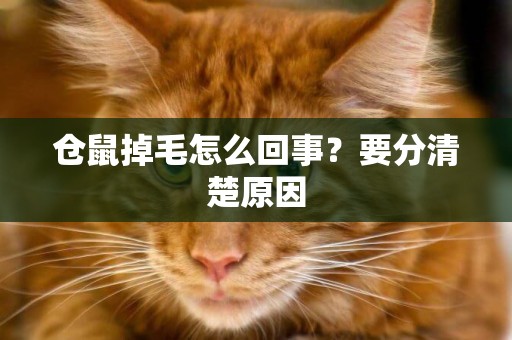 倉鼠掉毛怎么回事？要分清楚原因