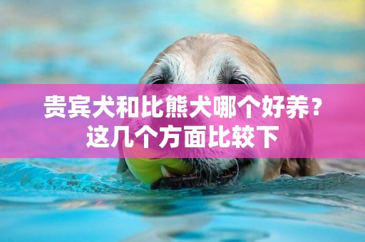 貴賓犬和比熊犬哪個好養？這幾個方面比較下