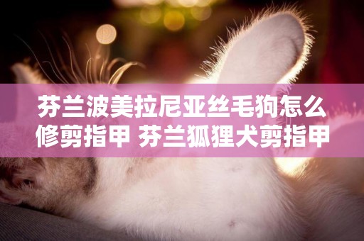 芬蘭波美拉尼亞絲毛狗怎么修剪指甲 芬蘭狐貍犬剪指甲方法