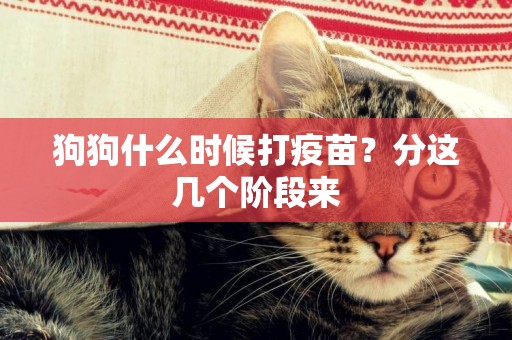 狗狗什么時候打疫苗？分這幾個階段來