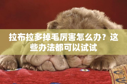 拉布拉多掉毛厲害怎么辦？這些辦法都可以試試