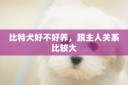 比特犬好不好養，跟主人關系比較大
