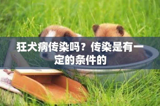 狂犬病傳染嗎？傳染是有一定的條件的
