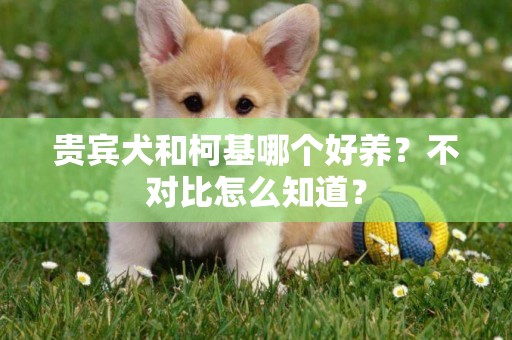 貴賓犬和柯基哪個好養？不對比怎么知道？