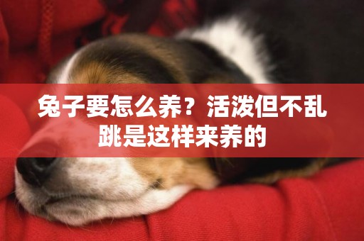 兔子要怎么養？活潑但不亂跳是這樣來養的