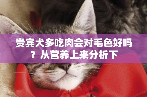 貴賓犬多吃肉會對毛色好嗎？從營養上來分析下
