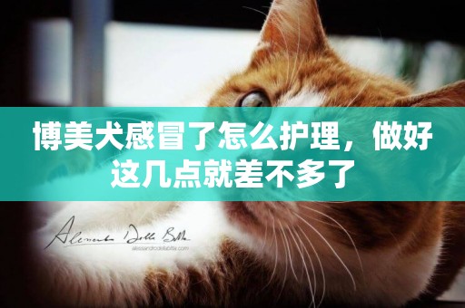 博美犬感冒了怎么護理，做好這幾點就差不多了