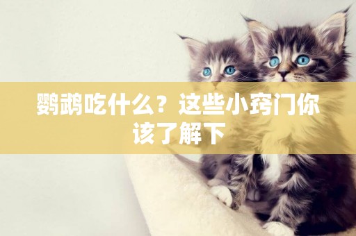 鸚鵡吃什么？這些小竅門你該了解下