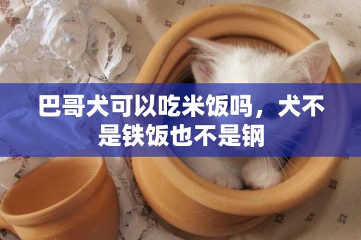 巴哥犬可以吃米飯嗎，犬不是鐵飯也不是鋼