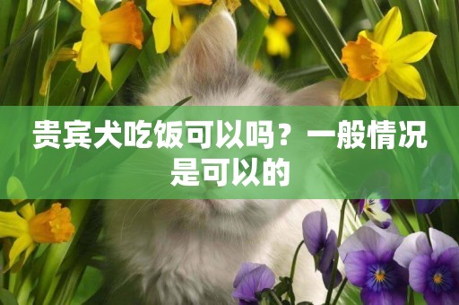 貴賓犬吃飯可以嗎？一般情況是可以的