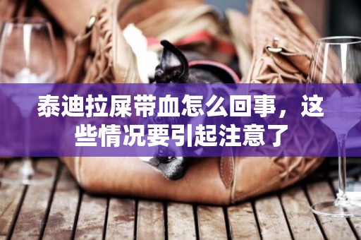 泰迪拉屎帶血怎么回事，這些情況要引起注意了